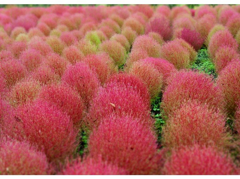 【福島県・いわき市】いわきあるき【いわき名物ガイド】とコキア色づくフラワーウォークの紹介画像