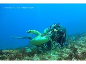 屋久島潛水服務森富
