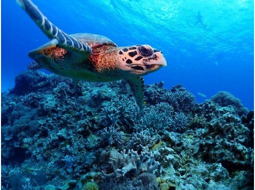 【沖縄・宜野湾】グループ貸切！！ボートシュノーケリング（写真データプレゼント・器材無料レンタル）の画像