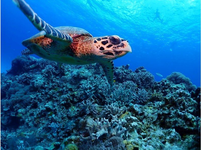 【沖縄・宜野湾】グループ貸切！！ボートシュノーケリング（写真データプレゼント・器材無料レンタル）の紹介画像