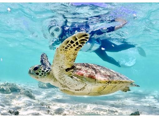 【宮古島】《遭遇率100%》ウミガメシュノーケル☆当日OK☆データ無料☆レンタル無料☆ニモにも会える★の画像