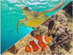 【宮古島・大人気・少人数制！！】《ウミガメシュノーケル！！》★当日予約OK！★ファミリー歓迎！