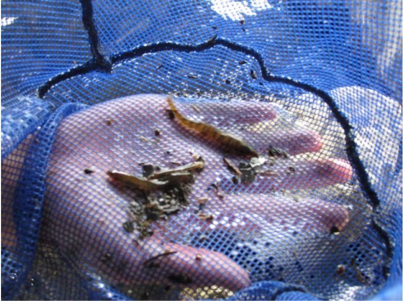 [Hokkaido, Northern Sapporo] Experience searching for aquatic creatures in a beautiful stream!の紹介画像