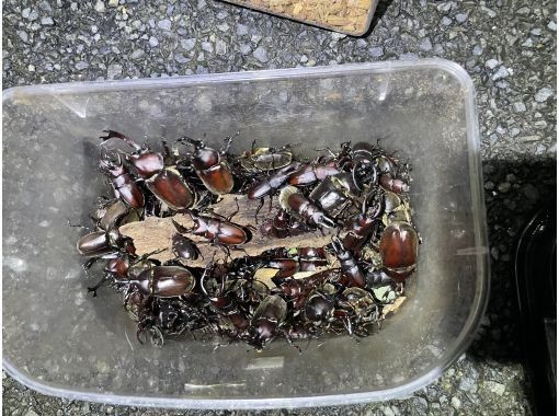 東京　三鷹　早朝カブトクワガタ捕獲観察体験の画像