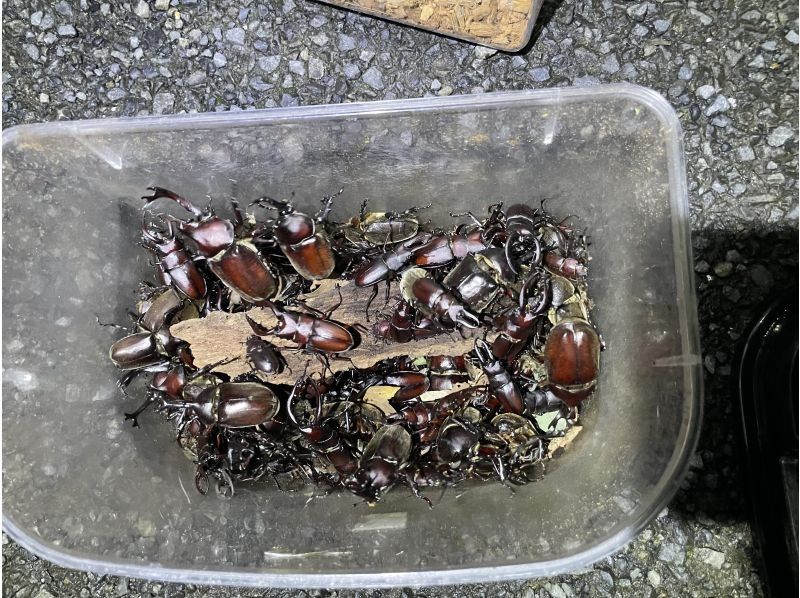 東京　三鷹　早朝カブトクワガタ捕獲観察体験の紹介画像