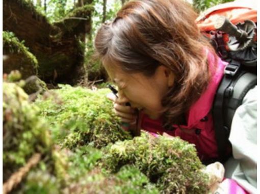 【鹿児島・屋久島】【貸切ツアー】【屋久島ガイド歴25年の女性オーナー常駐】世界遺産の森をのんびり歩く♪＜白谷雲水峡苔生す森トレッキング＞の画像