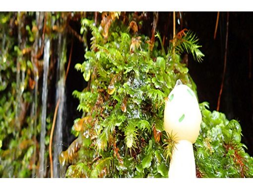 【鹿児島・屋久島】「女性ガイド」「貸切ツアー」で世界遺産の森をのんびり歩こう！＜白谷雲水峡苔生す森トレッキング＞の画像