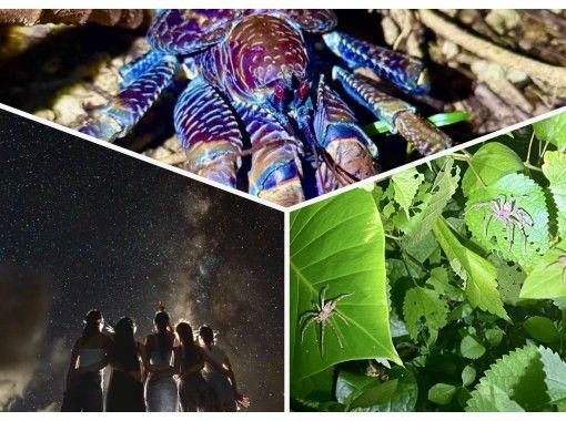【宮古島/夜の定番】★ジャングルナイトツアー★《家族、子供に大人気》当日OK☆星空撮影OK☆オープン記念ステッカープレゼント☆の画像