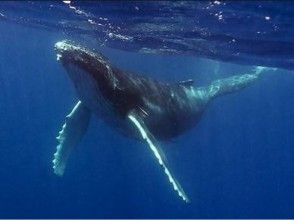 【沖縄・冬季限定！】最大約16mザトウクジラは迫力満点！ホエールウォッチング