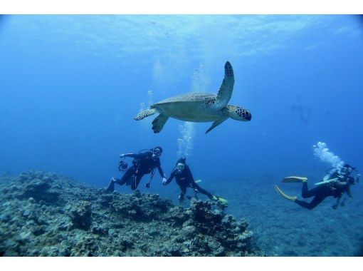 【本部町・体験ダイビング(1ダイブ)】初めてOK・気軽に海デビュー！ウミガメに遭遇率高め！絶景体験ダイビング（写真無料）の画像