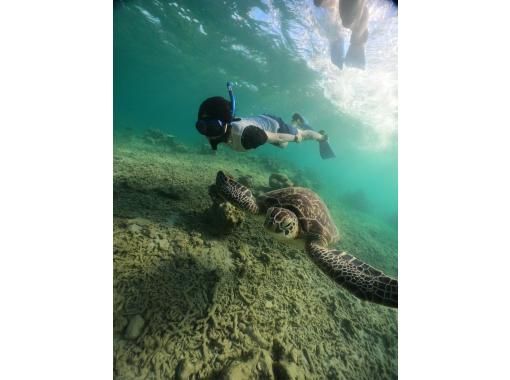 [Ishigaki Island, Kabira Bay] If you're not sure where to go, this is the place for you! Beginners are welcome! Snorkeling in the ocean of Ishigaki Island ★ 99% chance of encountering sea turtles ★ Photo and video services available (Maibara, Ibaruma, Osaki)の画像
