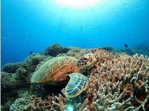 【那覇発／慶良間諸島】1日まるっと体験ダイビング＆シュノーケル☆インストラクター貸切で世界に誇る海で遊び尽くそう！水中写真無料プレゼント★