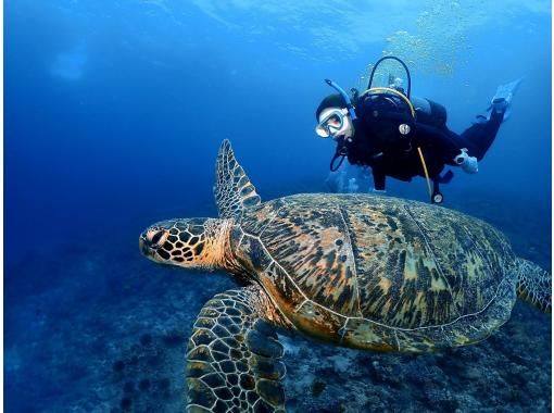 【那覇発／慶良間1日】体験ダイビング2本＆シュノーケル⭐︎1名様でもインストラクター貸切⭐︎世界に誇る海で遊び尽くそう！３大無料特典付き☆の画像