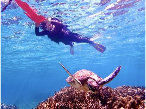 [奄美大島・送迎無料]1人旅やカップル旅にオススメ！シュノーケル&マングローブカヌー！の画像