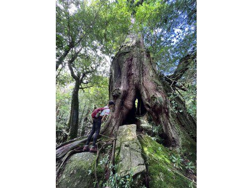 【少人数貸切・送迎付】女性ガイドと歩く 白谷雲水峡トレッキングガイド＆アクティビティ付きプランの画像