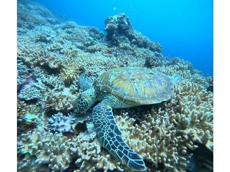 【沖縄・石垣島】\OPEN記念6月末まで500円OFF♪/安心・安全のビーチエントリーシュノーケル！ウミガメと出会う感動の海中散歩ツアーの紹介画像