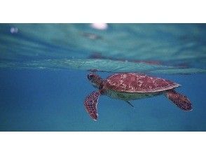 [Ishigaki Island, Blue Cave, 9:00 AM/1:30 PM] Small-Group Beach Snorkeling Tour to the Blue Cave (99% chance of seeing sea turtles) (GoPro photo shoot & gift included)