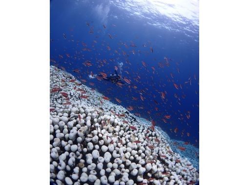 [Okinawa, Ishigaki Island] Get your PADI Open Water Diver license in the sea of Japan's largest coral reef in as little as 2 days!の画像