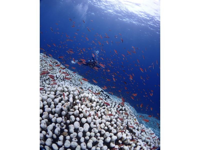 [Okinawa, Ishigaki Island] Get your PADI Open Water Diver license in the sea of Japan's largest coral reef in as little as 2 days!の紹介画像