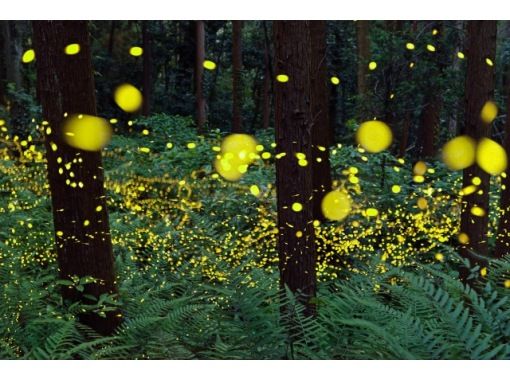 幻の姫蛍！小野川温泉とほたるまつりの画像