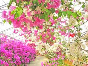 2025年4月～9月【宮古島】色彩豊かな5大絶景スポットを巡る　カラフル宮古島1日観光バスツアー