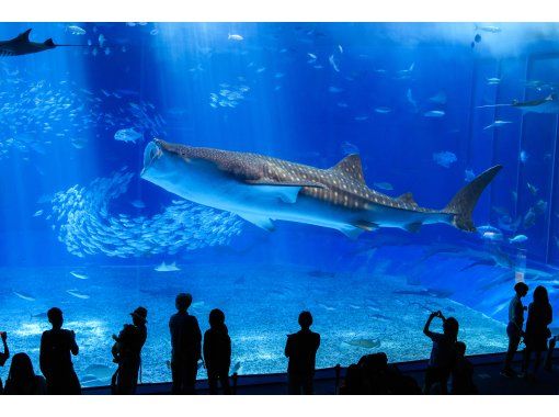 2025年4～9月【沖縄本島】那覇発　沖縄美ら海水族館や首里城など人気スポットを巡る　LeaLea1日観光ツアー「美らバス」の画像