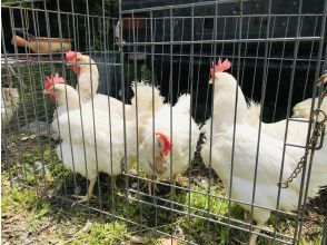 [Akiruno, Tokyo] From turning a whole chicken into meat to "Lessons on Life: Dissecting a Chicken"