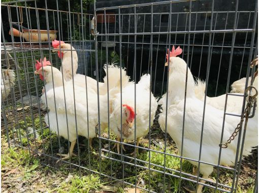 【東京・あきる野】ニワトリ1羽をお肉にするまで・・・「命の授業　ニワトリ解体」の画像