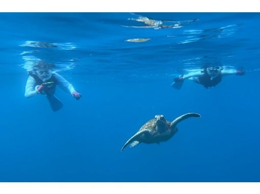 【沖縄・石垣島】4年間ウミガメ遭遇率100%！青の洞窟＆ウミガメシュノーケル〜神秘の青と癒し（撮影データプレゼント）の画像