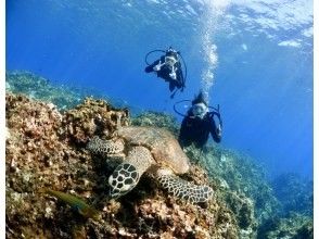 [Okinawa, Chatan, 2 dives] Visit 2-3 spots! Kerama Islands Boat Experience Diving & Snorkeling Tour ☆No license required, photo gift☆