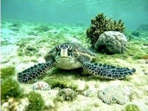 【貸切コース】専属ガイド1組貸切で安心！ウミガメやカラフル熱帯魚が楽しめるジョン万ビーチでのシュノーケル！ 写真データ＆餌やり無料のコ