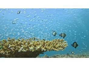 [Motobu Town, Gorilla Chop, etc.] <Snorkeling> ◆ No age limit ◆ Private tour for each group ◆ Gopro data free