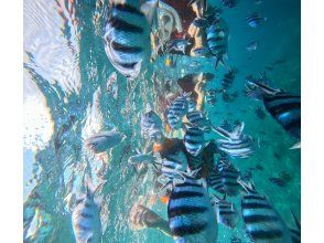 ＜スノーケリング＞【本部町・ゴリラチョップ 他】年齢制限なし◆各ツアー貸切開催◆冬季ウェットスーツ無料◆無料送迎◆餌やり体験◆Gopro無料