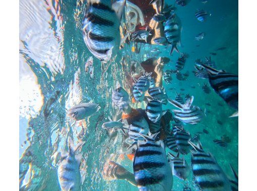 ＜スノーケリング＞【本部町・ゴリラチョップ 他】年齢制限なし◆各ツアー貸切開催◆冬季ウェットスーツ無料◆無料送迎◆餌やり体験◆Gopro無料の画像