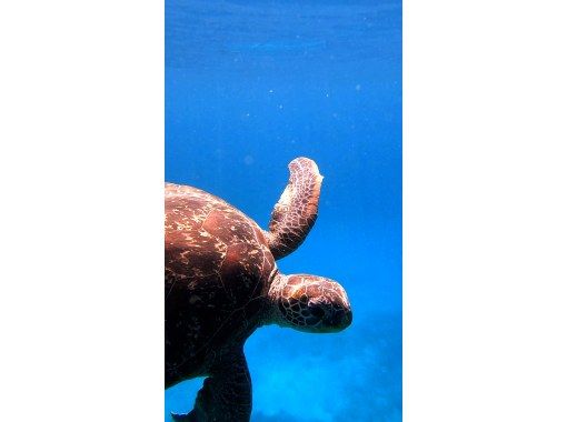 【沖縄・慶良間】スカイブルーの海を独占！貸切ボートで行くプライベートシュノーケリング体験の画像