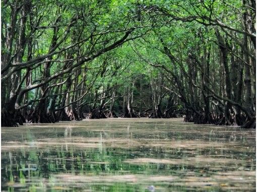 [Iriomote Island/Half-day plan] Nakama River mangrove canoeing A popular experience tour that adults and children can enjoy togetherの画像