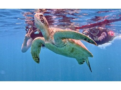 ウミガメ見れなきゃ全額返金！！【青の洞窟ウミガメシュノーケル】のんびり6人までご案内♪ゴープロ・シャワー完備！初心者大歓迎！の画像