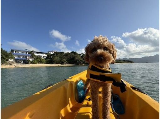【石垣島/愛犬同伴OK】1組限定マングローブカヤック｜亜熱帯の秘境を愛犬と冒険♪（高画質写真・動画プレゼント／シャワー完備／約2時間）の画像