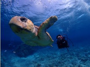 【沖縄・宜野湾発/ケラマ諸島】目に入るすべてが絶景の海の世界でダイビングを楽しもう！