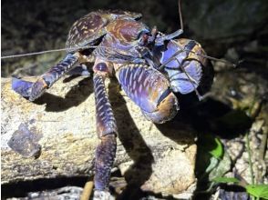 【宮古島・※5月末まで2000円】※破格ナイトツアー！アマゾンから帰ってきた男がご案内！大人も楽しめる夜の大冒険☆ようこそ非日常の世界へ。