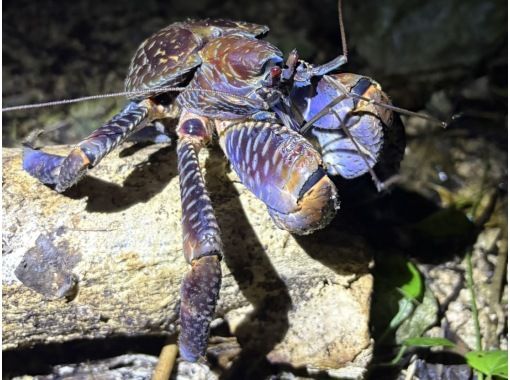 【宮古島・※5月末まで2000円】※破格ナイトツアー！アマゾンから帰ってきた男がご案内！大人も楽しめる夜の大冒険☆ようこそ非日常の世界へ。の画像