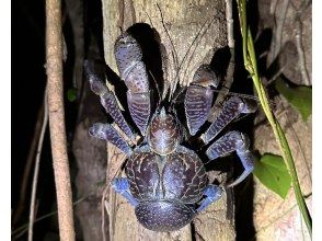 [Miyakojima Night Tour] Mysterious coconut crab jungle exploration tour! Empty-handed participation OK/Reservation on the day ◎ <Photo data will be provided for free!>
