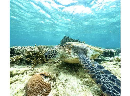 (Opened in June 2015) [Okinawa, Itoman] Exclusive for one group ☆ Over 60 photos taken! ? We will leave you with memories of your trip to Okinawa! There is a high chance that you may see sea turtles ☆の画像