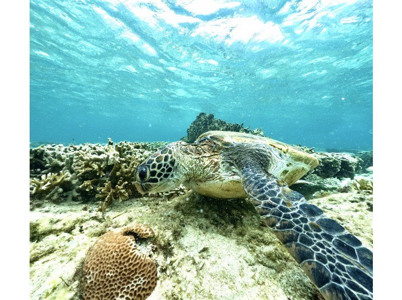 (Opened in June 2015) [Okinawa, Itoman] Exclusive for one group ☆ Over 60 photos taken! ? We will leave you with memories of your trip to Okinawa! There is a high chance that you may see sea turtles ☆の紹介画像