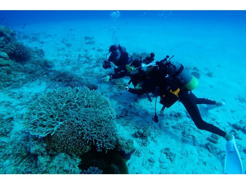 【沖縄・渡嘉敷島】ボートで行く「体験ダイビングツアー」 リゾートホテル★ランチ付きの紹介画像