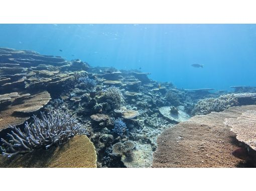 【沖縄・宮古島】大神島周辺シュノーケリング　八重干瀬にも負けない美しさ　無料送迎可能(3名様)　宮古島出身の漁師ガイド　写真データプレゼントの画像