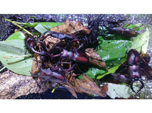 【東京都調布市】　夏休み自由研究全4回テーマ”甲虫捕獲観察”カブトムシ＆クワガタをどっつぷり学ぶ4日間月曜コース月28日8月4日18日25日の画像