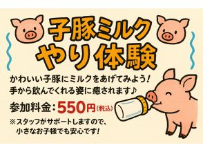 【超期間限定】子ブタのミルクお世話体験！！
