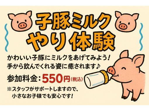 【超期間限定】子ブタのミルクお世話体験！！の画像