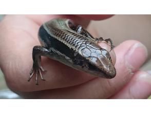 [東京調布]暑假自學，4部分主題：「稻田，里山，爬行動物，兩棲動物的捕捉與觀察」4天週四課程，8月31日，8月7日，8月21日，8月28日
